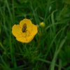 CHEILOSIA PAGANA espèce de SIRPHE SUR UN BOUTON D'OR. Photo prise le 29 avril 2023 sur le chemin de la Saltière. RÉMI JAYAT